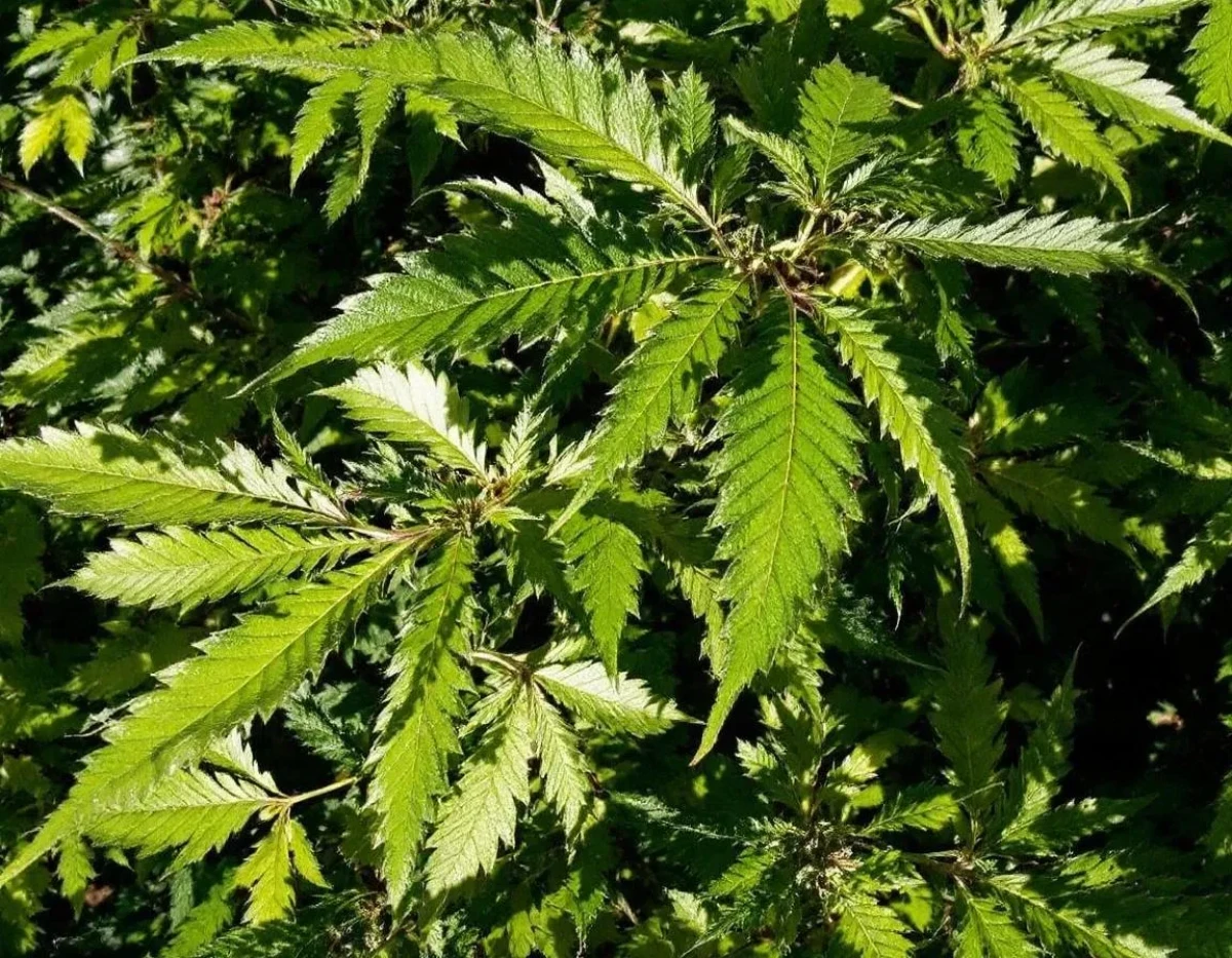 L'huile CBD en France : confrontation entre droit national et directives européennes